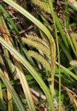Carex pseudocyperus. Соплодие и сохранившийся тычиночный колосок. Томская обл., г. Томск, Академгородок, влажный берег ручья. 04.08.2025.