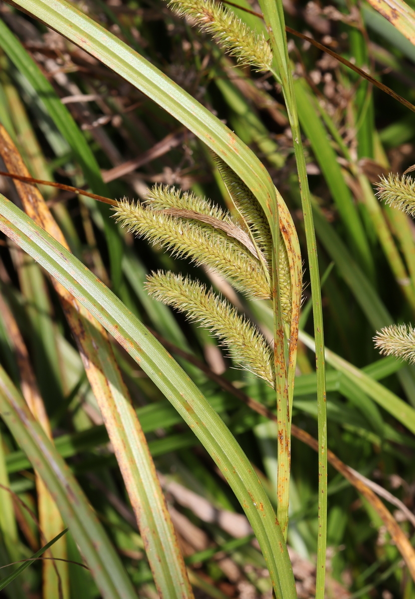Image of Carex pseudocyperus specimen.