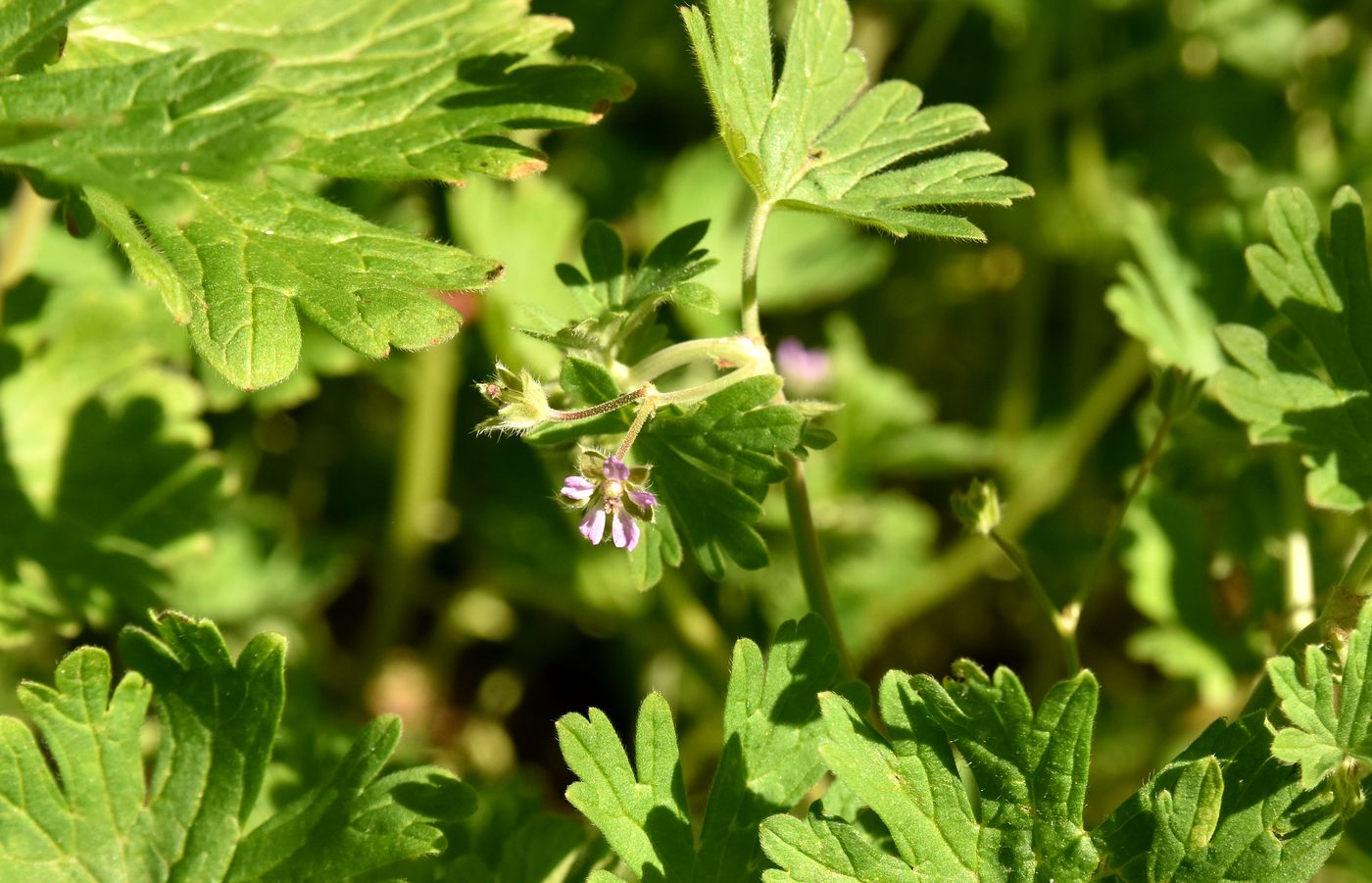 Изображение особи Geranium divaricatum.