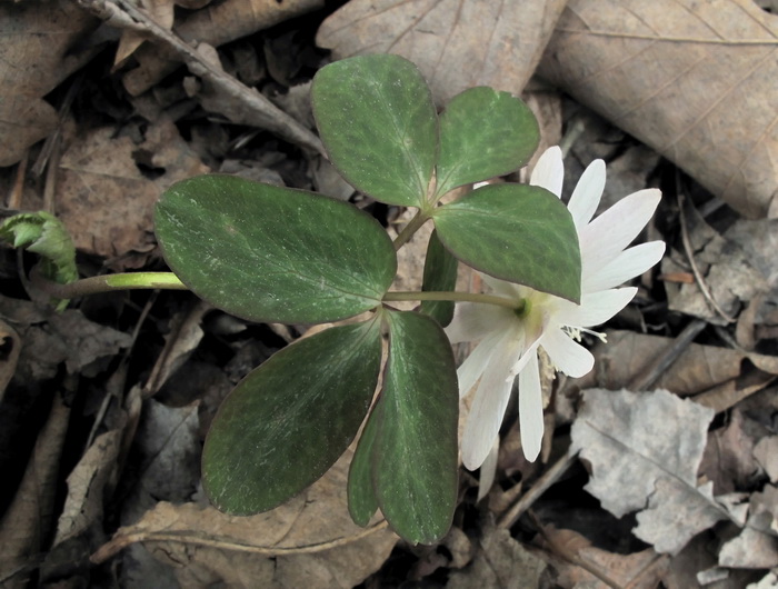 Изображение особи Anemone raddeana.