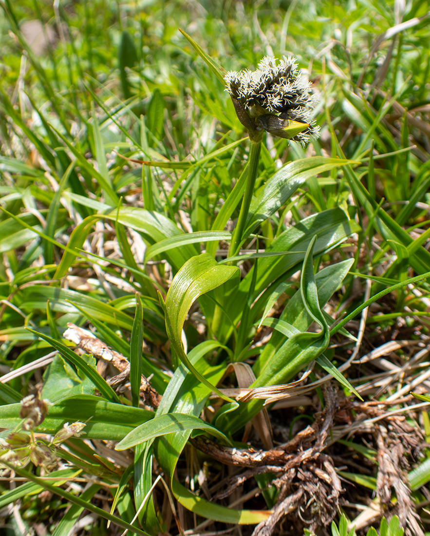 Изображение особи Scirpus maximowiczii.