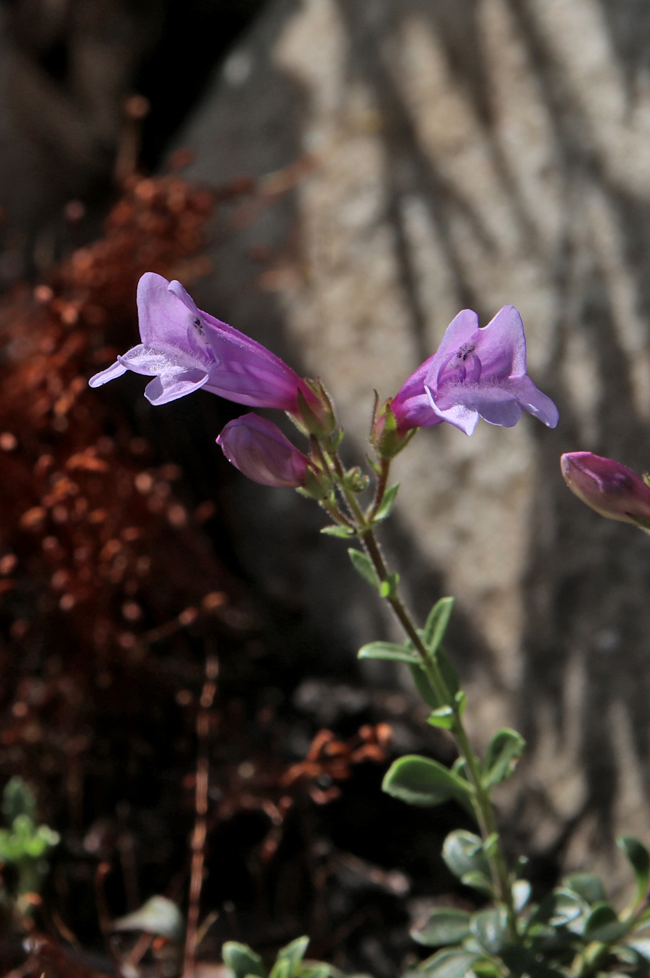 Image of genus Penstemon specimen.