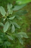 род Salix