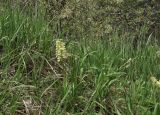 семейство Orchidaceae