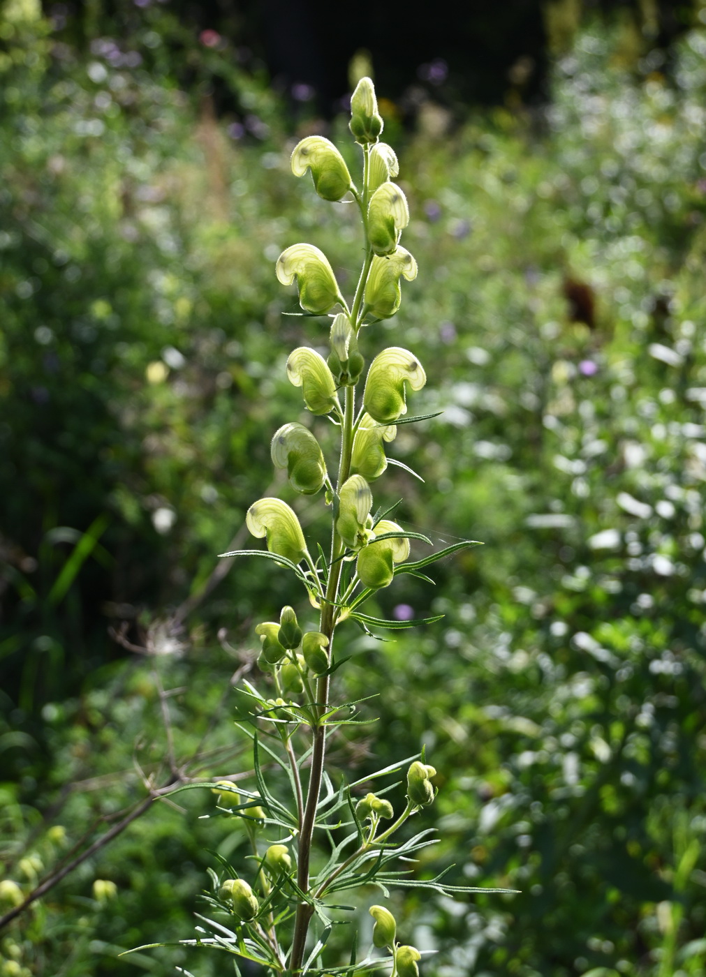 Image of genus Aconitum specimen.