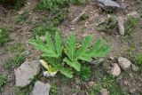 genus Heracleum. Вегетирующее растение. Турция, ил Артвин, окр. дер. Кашикли 430 м ниже моста через р. Корпусу, левый борт долины, каменистый склон. 12 июня 2026 г.
