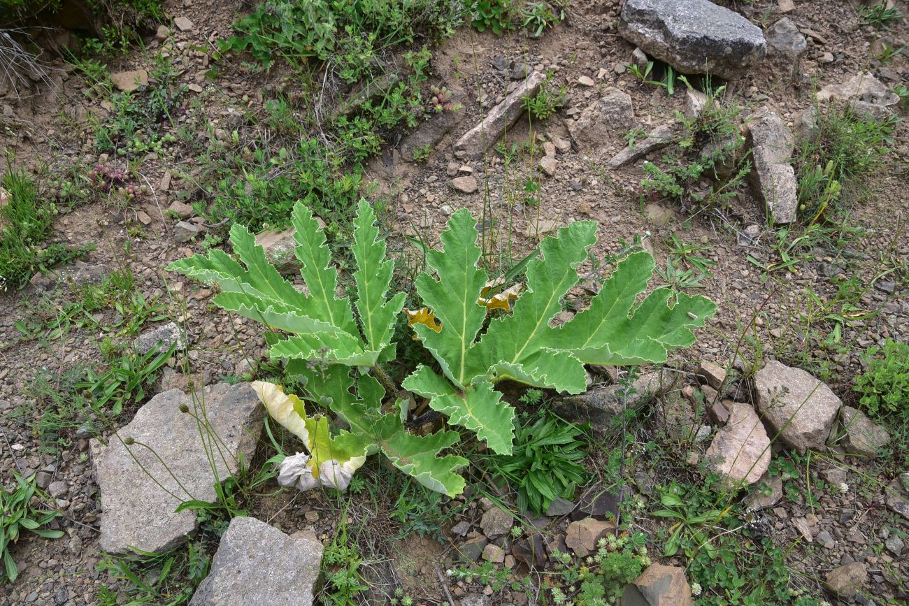 Image of genus Heracleum specimen.