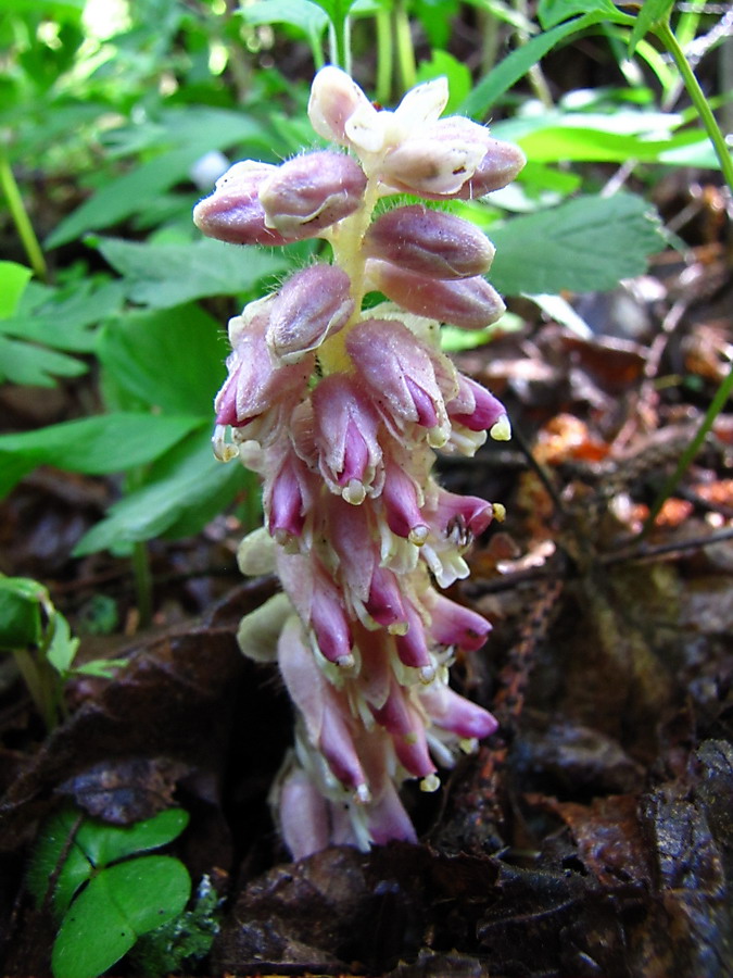 Image of Lathraea squamaria specimen.