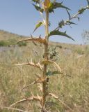 Carthamus lanatus. Средняя часть стебля цветущего растения с засыхающими листьями. Дагестан, Каякентский р-н, окр. с. Башлыкент, полынно-злаковая степь. 26.07.2026.