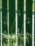 Papaver stevenianum. Бутоны. Республика Молдова, муниципалитет Кишинёв, г. Кодру, частная усадьба. 16 мая 2026 г.