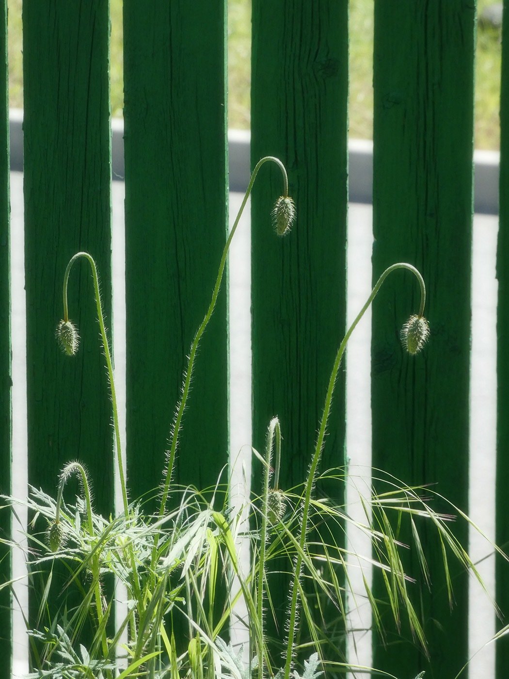 Image of Papaver stevenianum specimen.