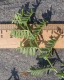 Vicia semiglabra. Верхушка побега. Дагестан, Докузпаринский р-н, окр. с. Куруш, пойма р. Чехычай, ≈ 2400 н.у.м., галечник. 25.07.2026.