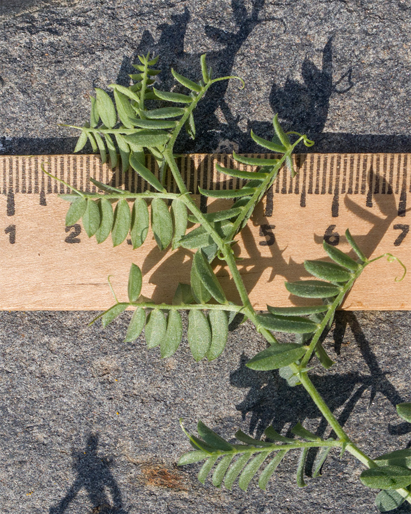 Image of Vicia semiglabra specimen.