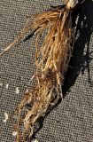 Ranunculus fallax