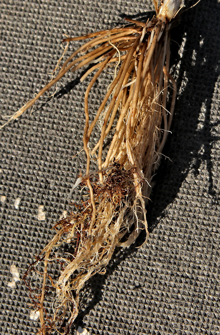 Image of Ranunculus fallax specimen.