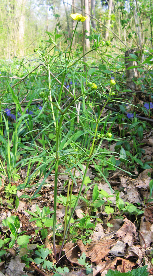 Изображение особи Ranunculus auricomus.