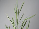 Bromopsis inermis. Верхняя часть соцветия. Новосибирская обл., Карасукский р-н, с. Благодатное, сквер. 31.05.2011.