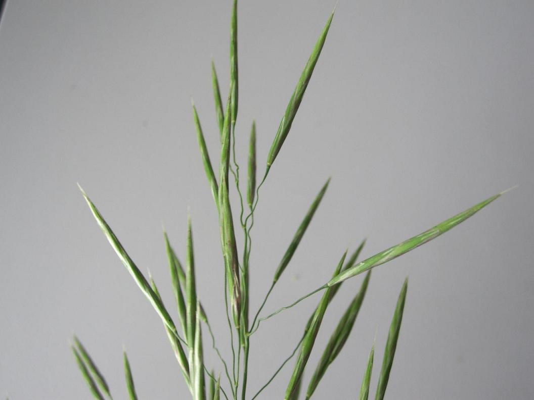 Изображение особи Bromopsis inermis.