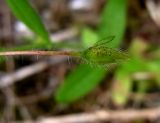 Tuberaria guttata