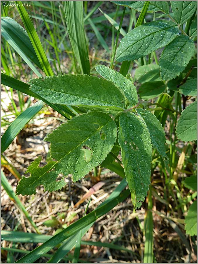 Image of Rosa cinnamomea specimen.