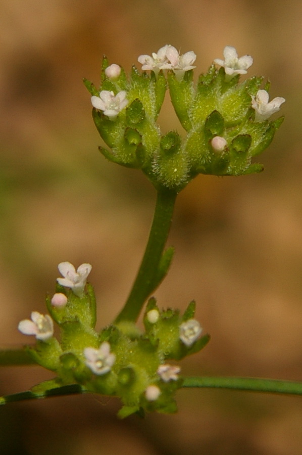 Image of Valerianella dentata specimen.