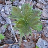 Aconitum septentrionale