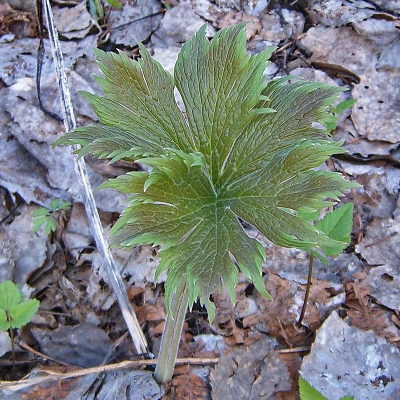 Изображение особи Aconitum septentrionale.