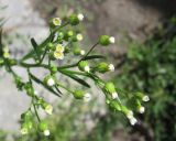Conyza canadensis. Соцветия. Новосибирская обл., Карасукский р-н, с. Благодатное, в огороде. 22.07.2011.