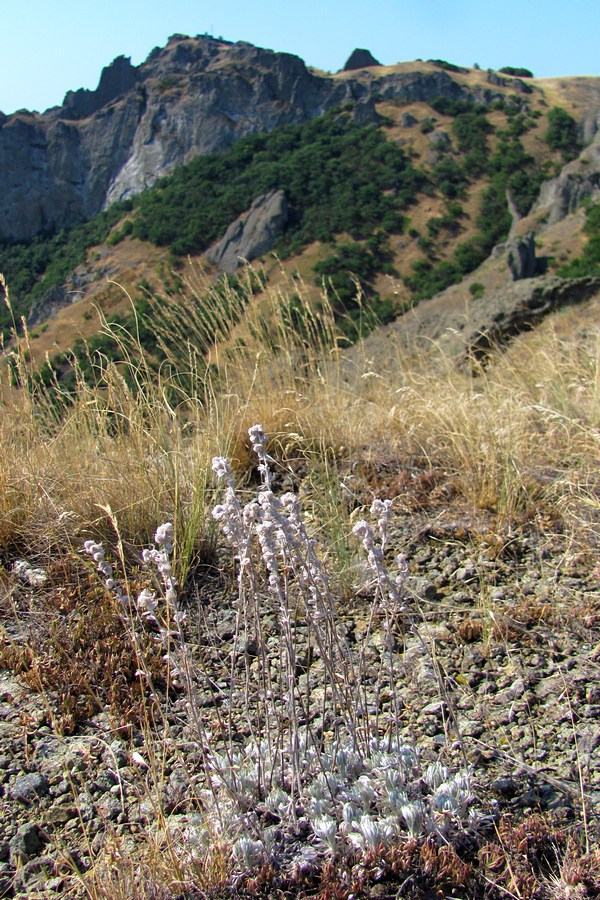 Image of Artemisia caucasica specimen.