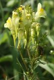 Linaria ruthenica. Соцветие. Белгородская обл., окр. пос. Борисовка, ур. Острасьев яр, луговая степь. 08.07.2011.