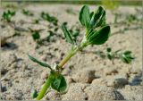 Polygonum arenastrum. Верхушка цветущего побега. Чувашия, г. Шумерля, берег р. Сура в районе городского пляжа. 29 августа 2011 г.