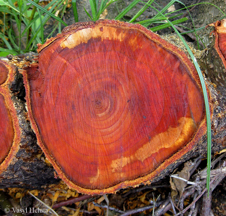 Ценные породы растений. Красное дерево махагони спил. Красное махагониевое дерево. Ольха красное дерево. Крымский махагони древесина.