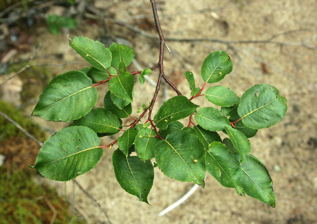 Image of Salix cardiophylla specimen.