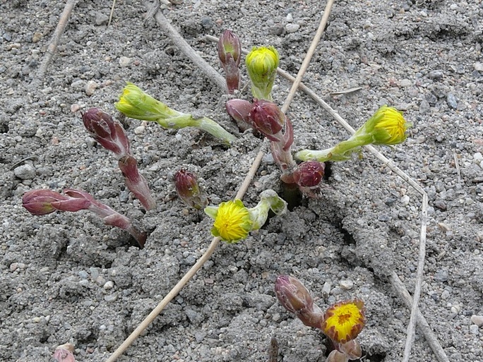 Изображение особи Tussilago farfara.