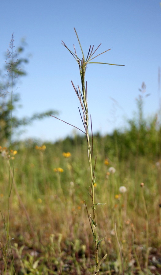 Изображение особи Arabis borealis.