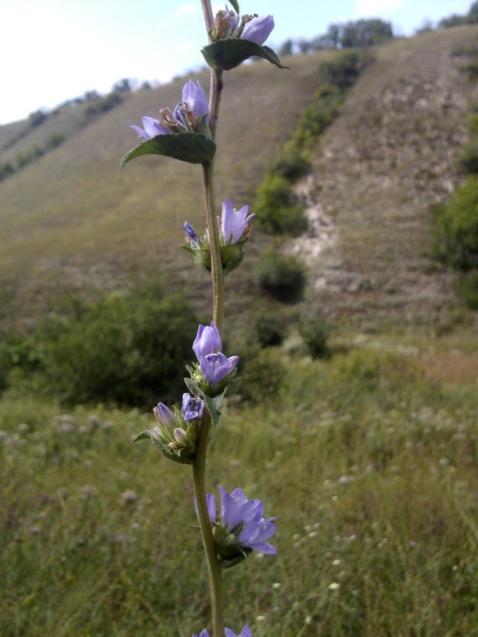 Image of Campanula farinosa specimen.