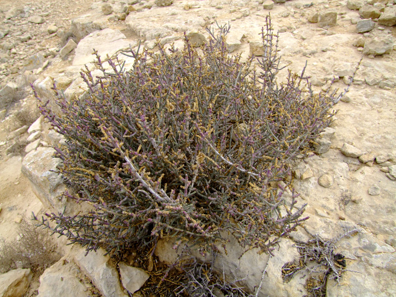 Image of Anabasis articulata specimen.