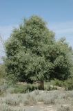 Populus pruinosa