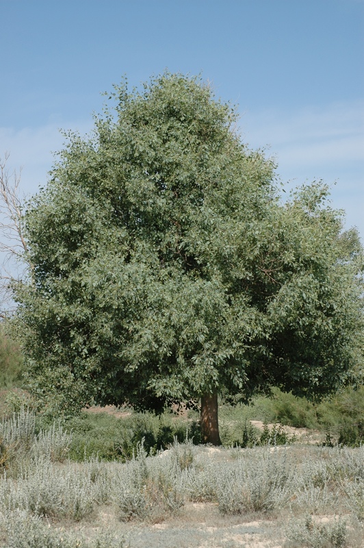 Image of Populus pruinosa specimen.