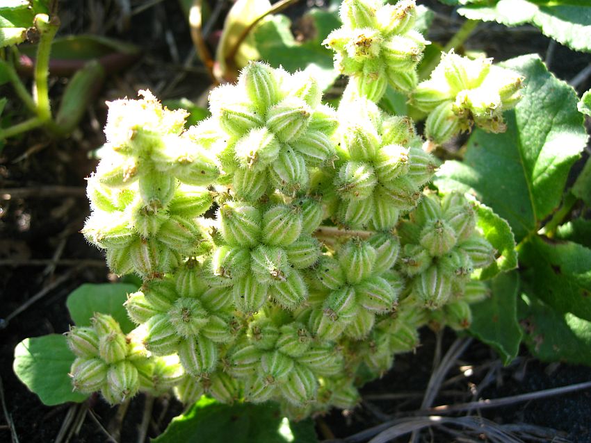 Image of Glehnia litoralis specimen.