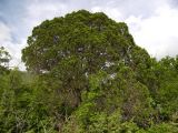 Juniperus excelsa