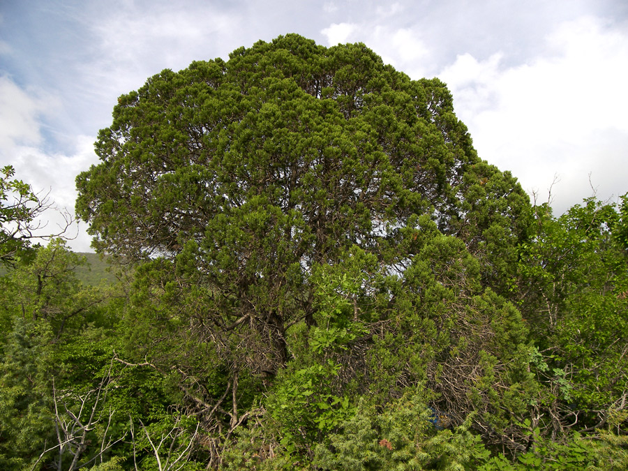 Image of Juniperus excelsa specimen.