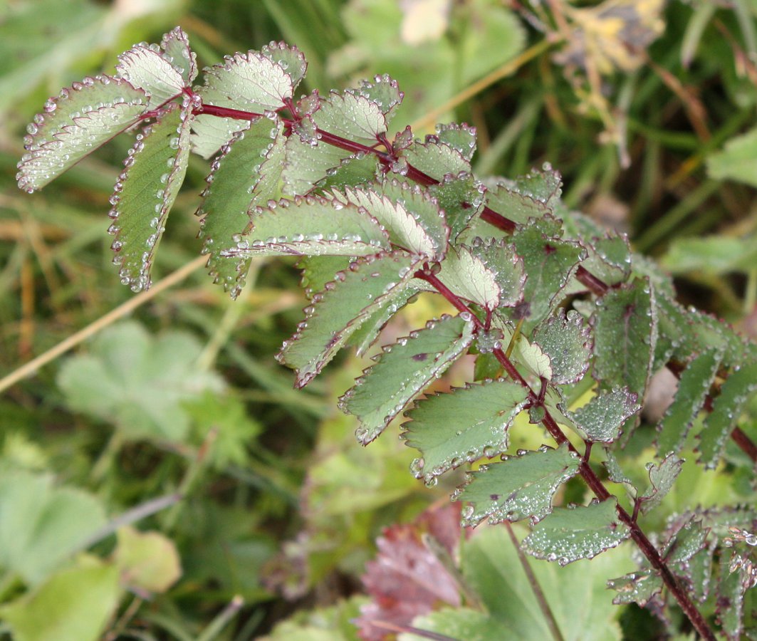 Изображение особи Sanguisorba officinalis.