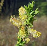 Salix myrsinifolia. Ветвь с мужскими соцветиями и молодыми листьями. Московская обл., Раменский р-н, окрестности д. Хрипань, просека под ЛЭП. 14.05.2007.
