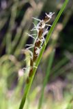 Carex digitata