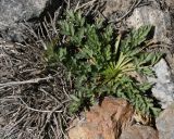 Aulacospermum darwasicum