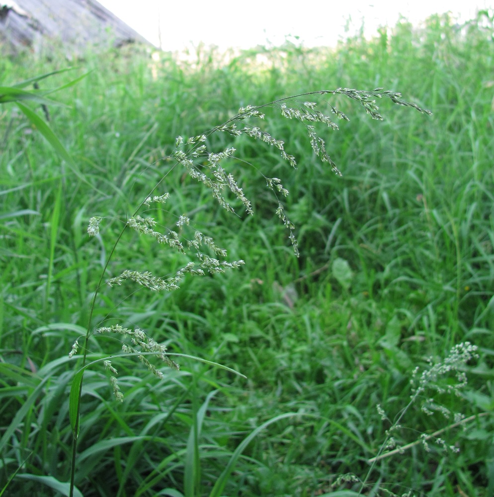 Image of Poa trivialis specimen.