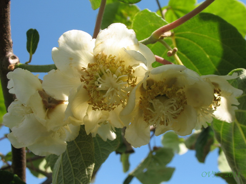 Image of Actinidia chinensis var. deliciosa specimen.