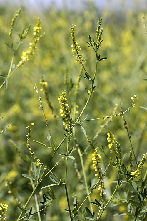 Изображение особи Melilotus officinalis.