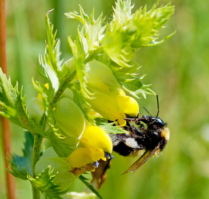 Изображение особи Rhinanthus vernalis.